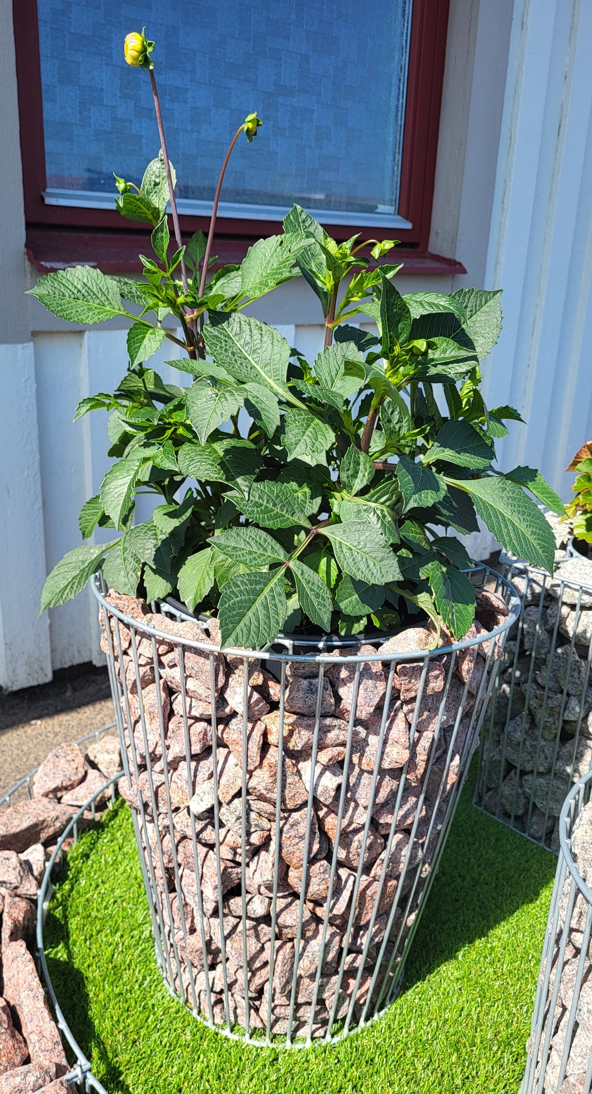 Daisy - Kon Gabionkruka stenkorg 